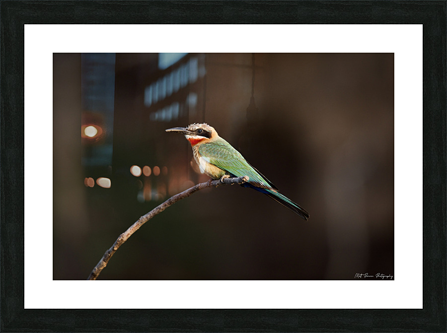 White Fronted Bee-eater Picture Frame print