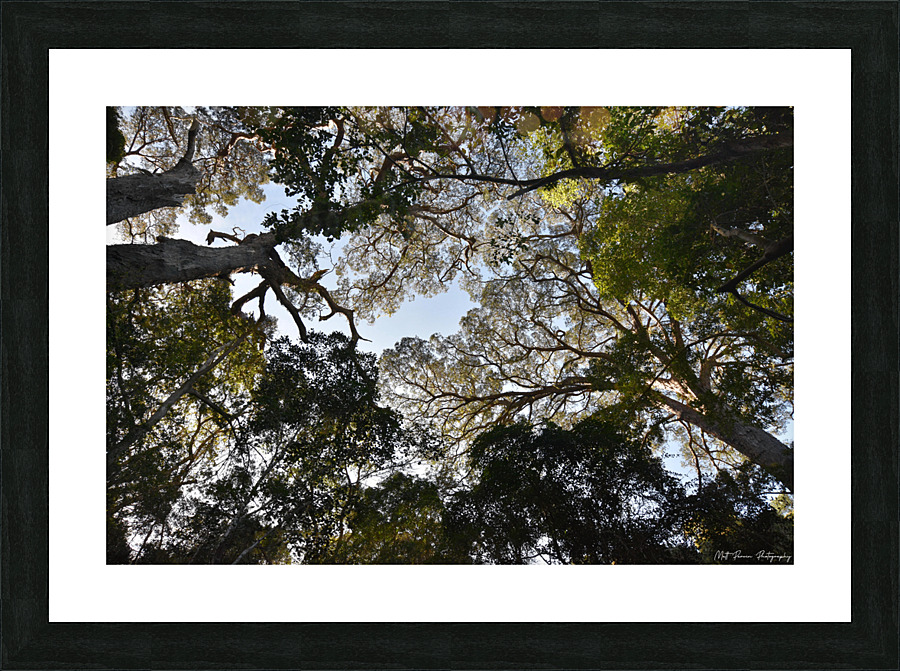 Tree tops Picture Frame print