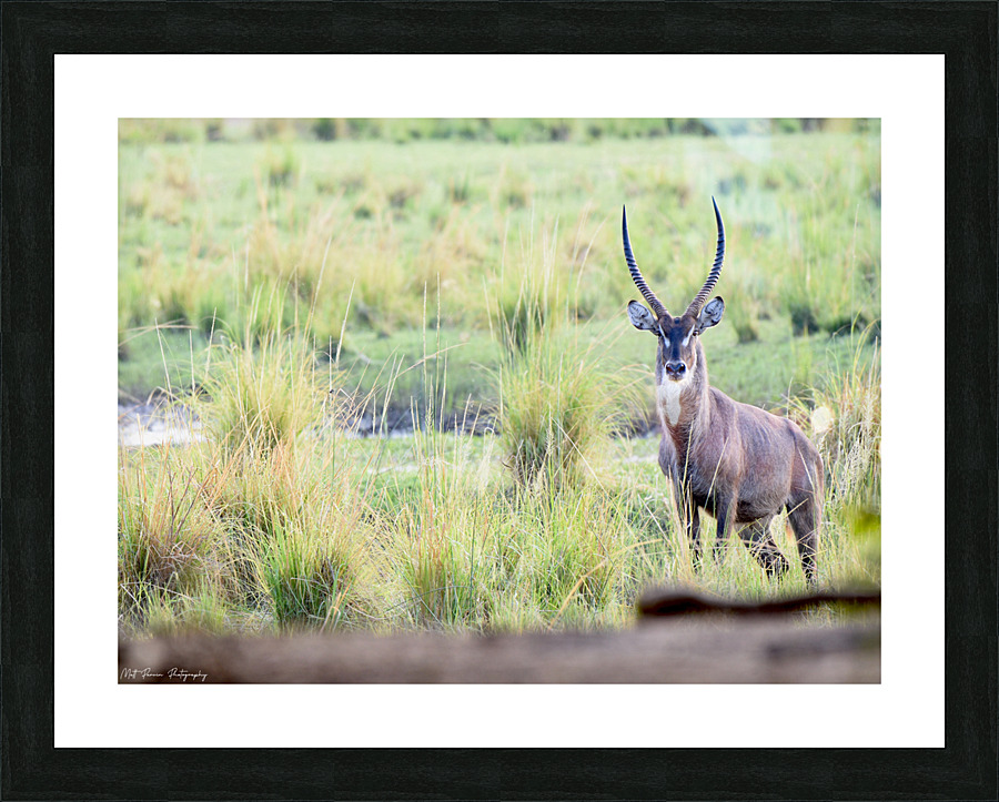 Waterbuck Posing Picture Frame print