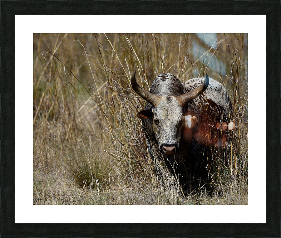 Nguni Cow Picture Frame print