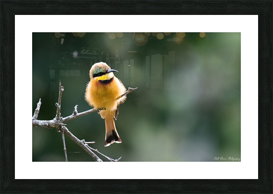 Little Bee-eater Picture Frame print