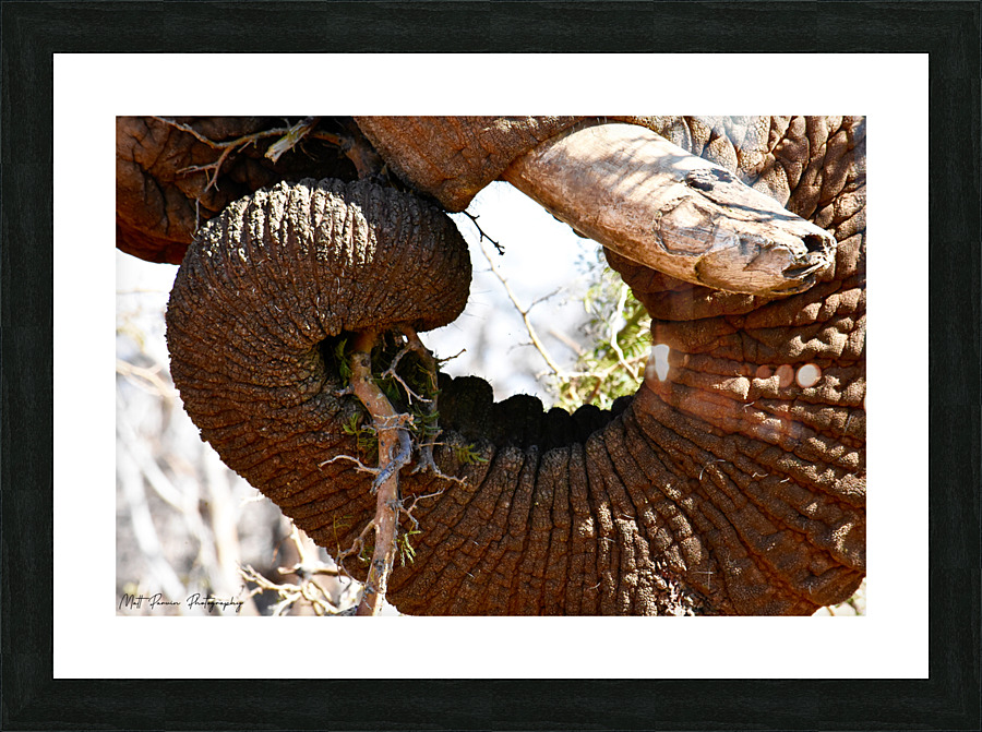  Elephant Trunk Picture Frame print