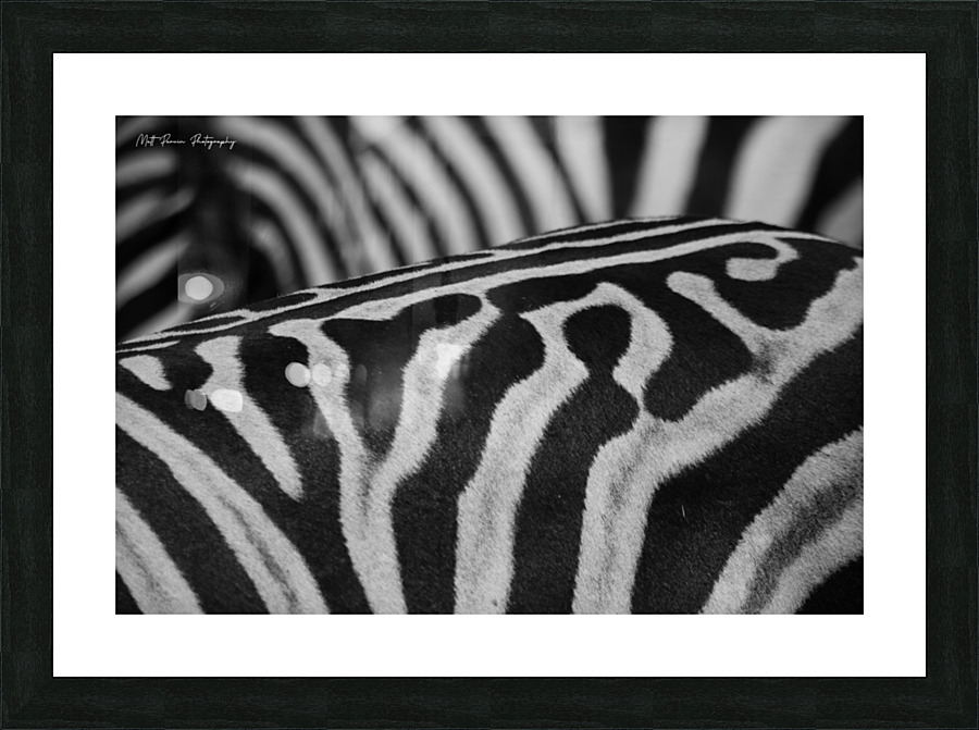  Zebra Close up back Picture Frame print