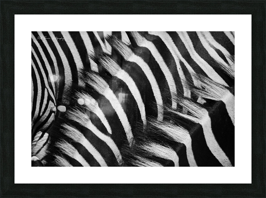  Zebra Close manes Picture Frame print