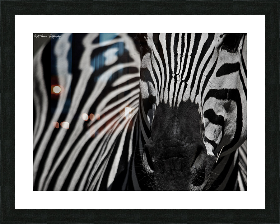  Zebra close-up Front Picture Frame print