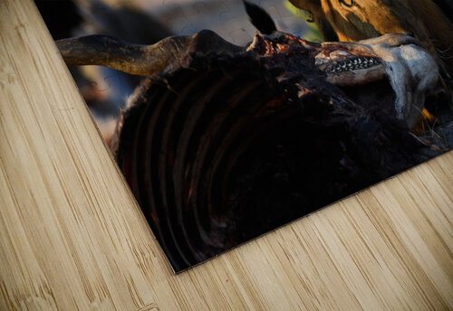 Lion Staredown Matt Parvin Photography puzzle