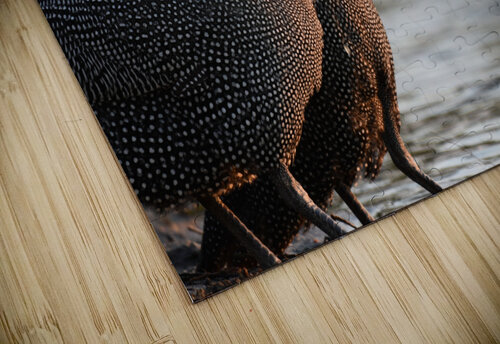 Guineafowl drinking Matt Parvin Photography puzzle