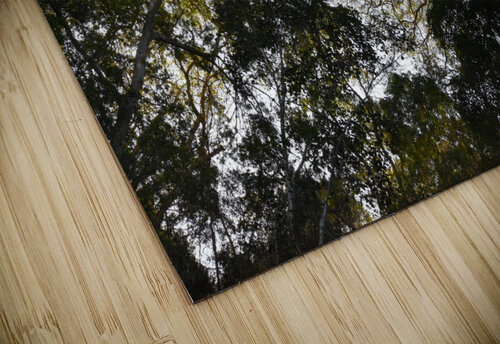 Tree tops Matt Parvin Photography puzzle