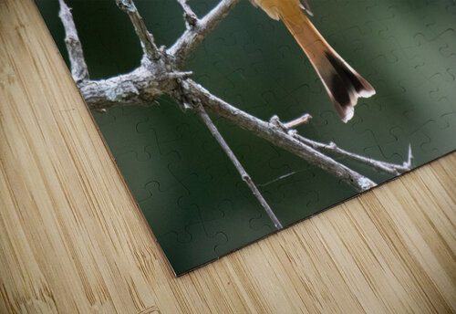 Little Bee-eater Matt Parvin Photography puzzle