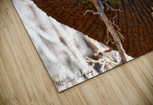  Elephant Trunk Matt Parvin Photography puzzle