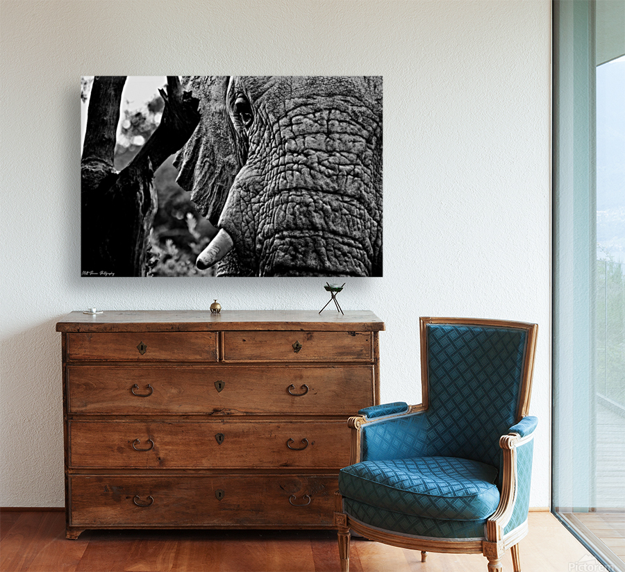 Elephant Close Up Reproduction