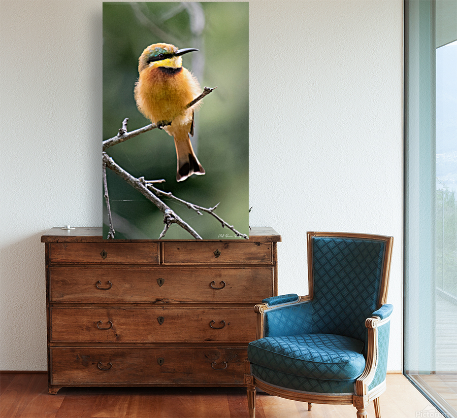 Little Bee-eater Portrait Reproduction