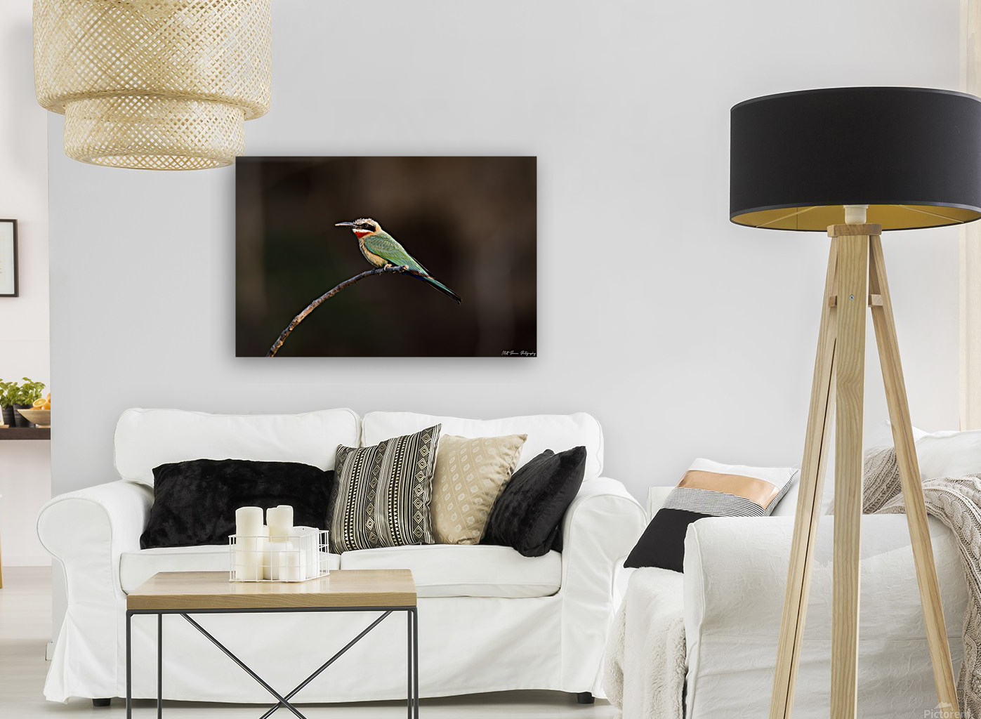 White Fronted Bee-eater Reproduction