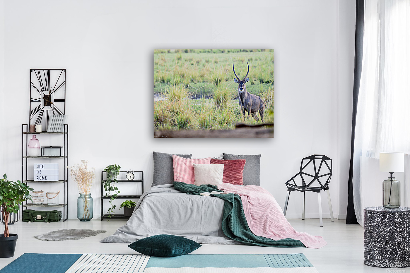 Waterbuck Posing Reproduction