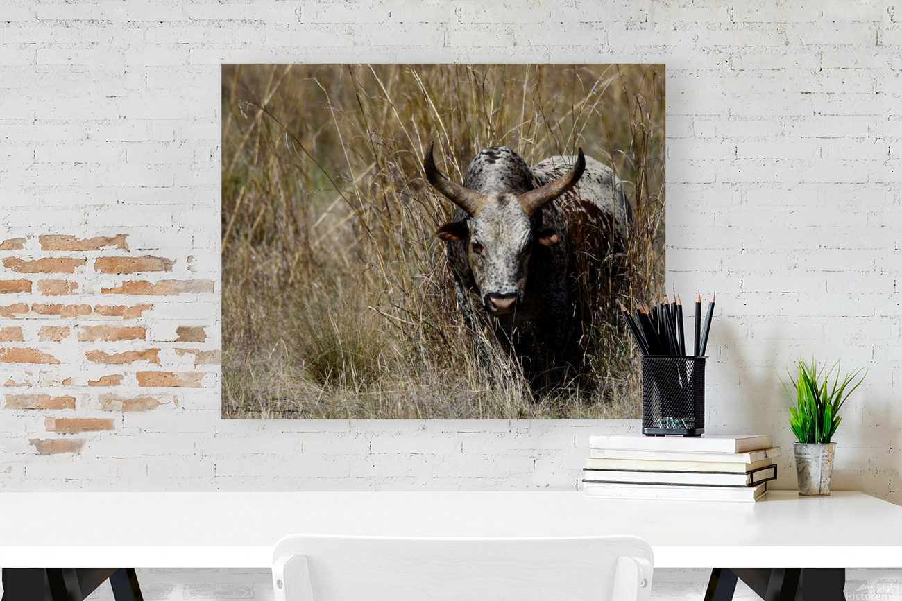 Nguni Cow Reproduction