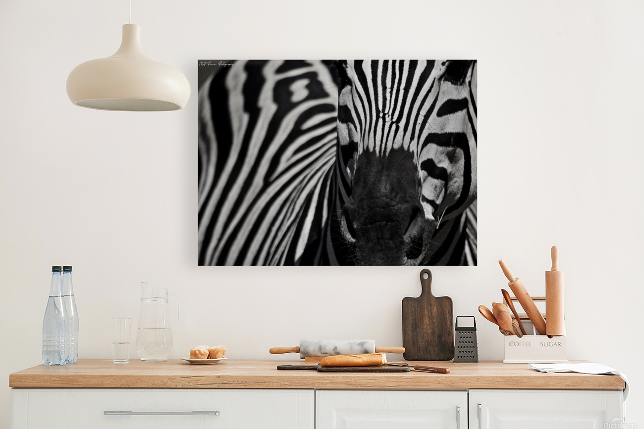  Zebra close-up Front Reproduction