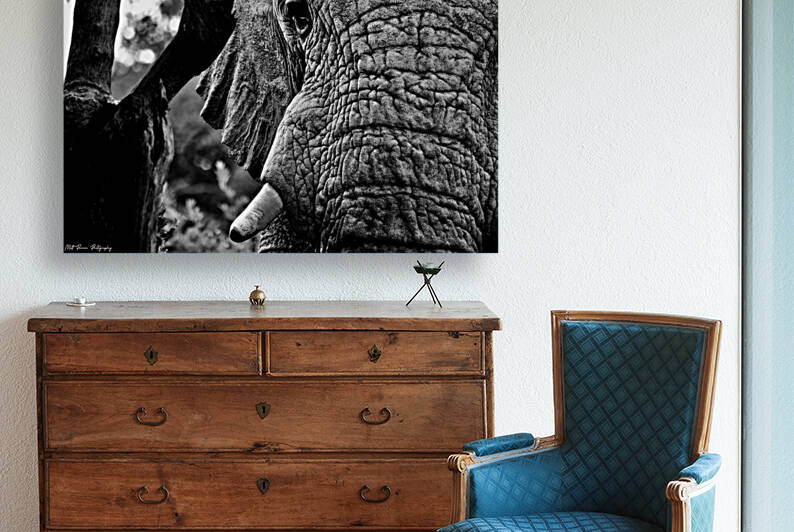 Elephant Close Up by Matt Parvin Photography