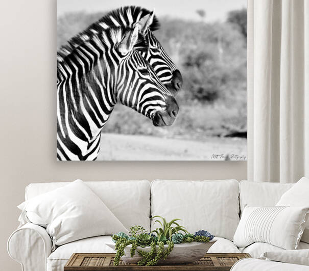 Twin Zebras by Matt Parvin Photography