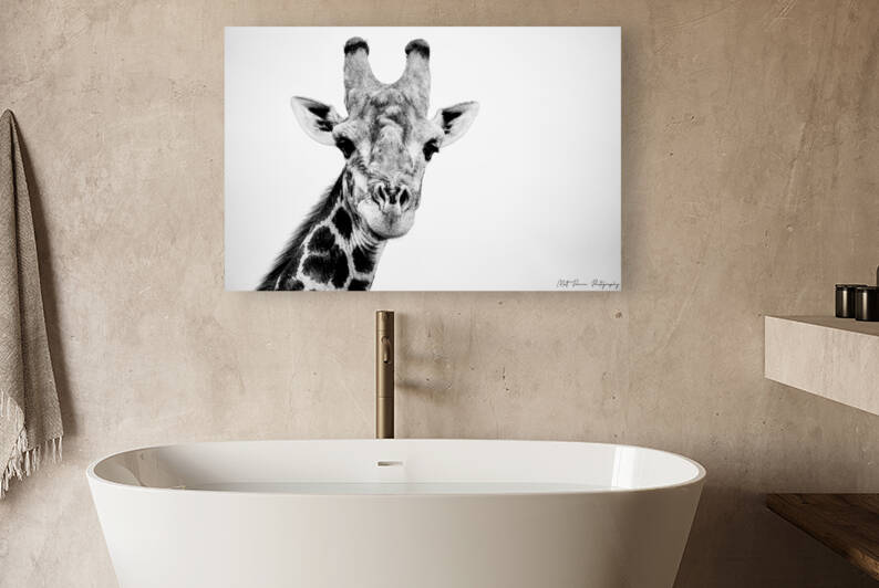 Giraffe Black and White by Matt Parvin Photography