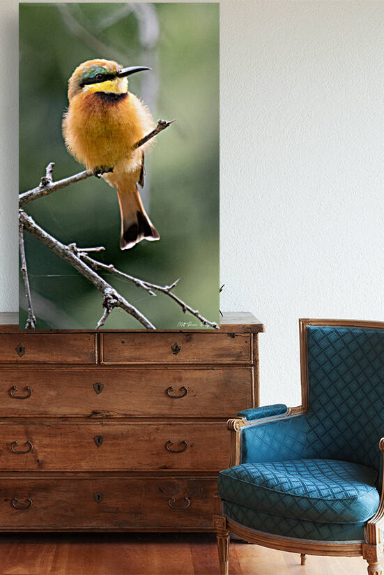 Little Bee-eater Portrait by Matt Parvin Photography