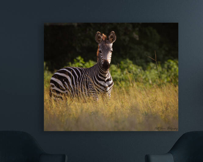 Baby Zebra by Matt Parvin Photography