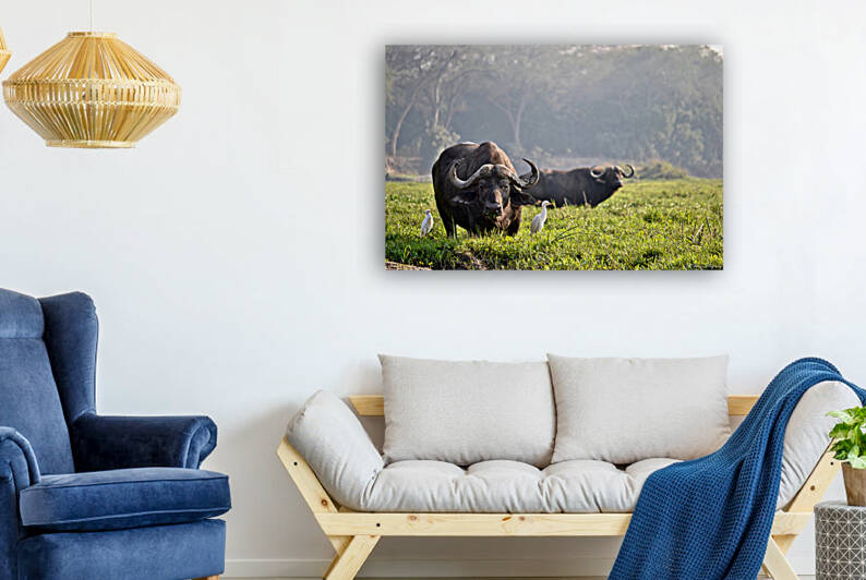 Zambezi Buffalo  by Matt Parvin Photography