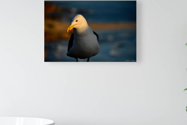 Seagull in the sunlight  by Matt Parvin Photography
