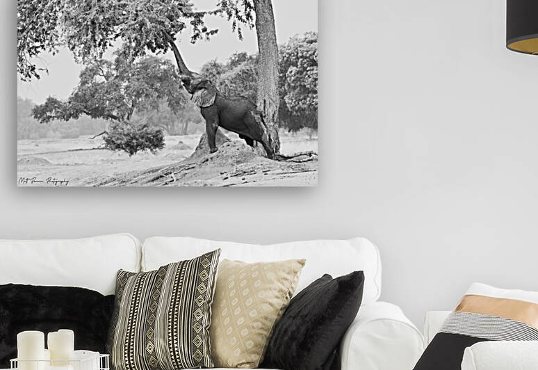 Elephant Reaching Black & White  by Matt Parvin Photography