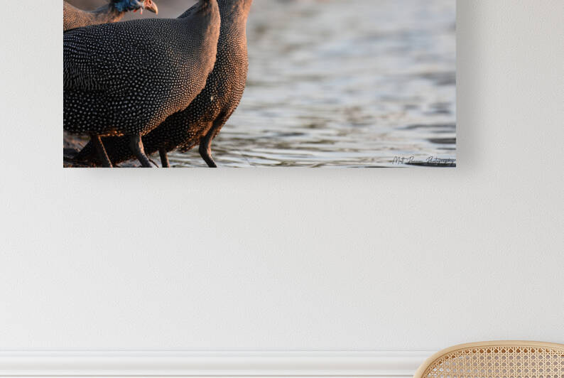 Guineafowl drinking by Matt Parvin Photography