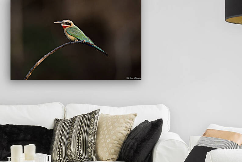 White Fronted Bee-eater by Matt Parvin Photography
