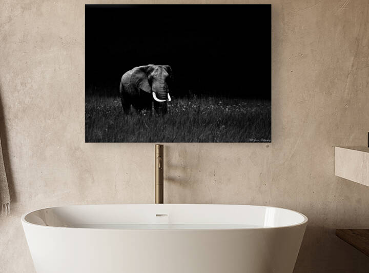 Elephant in the Dark by Matt Parvin Photography