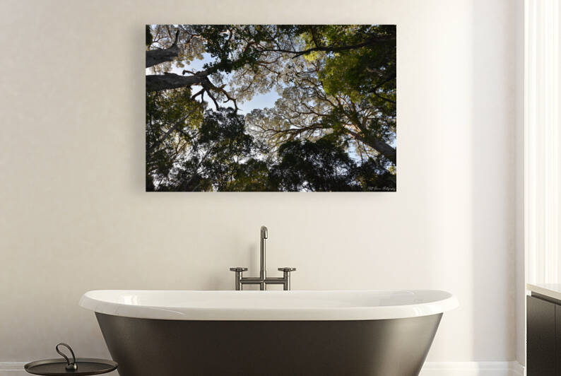Tree tops by Matt Parvin Photography