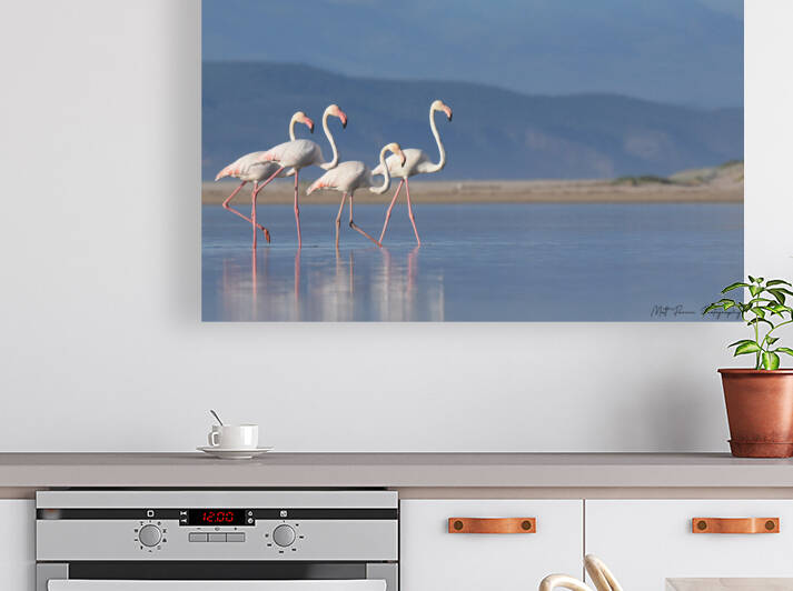 Flamingoes in the Bay by Matt Parvin Photography