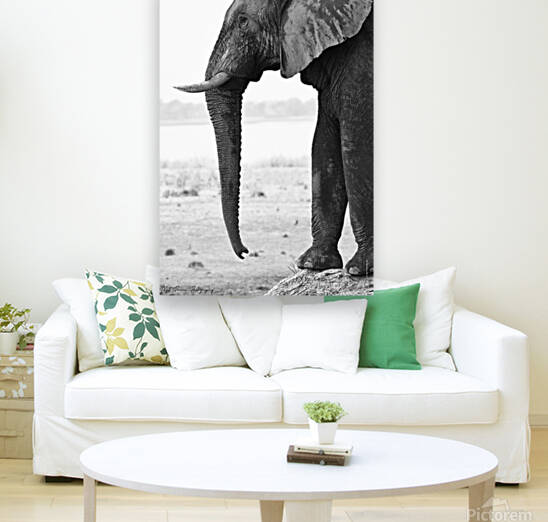 Elephant Balancing on a tree by Matt Parvin Photography