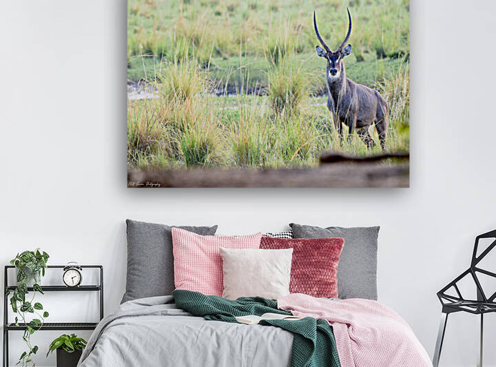 Waterbuck Posing by Matt Parvin Photography