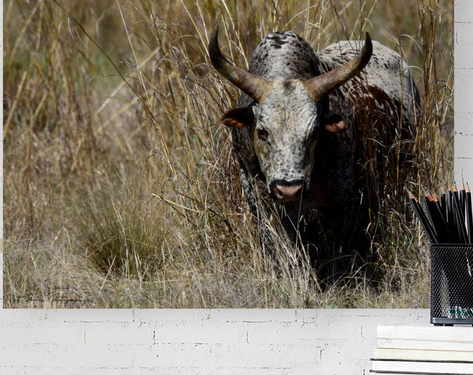 Nguni Cow by Matt Parvin Photography