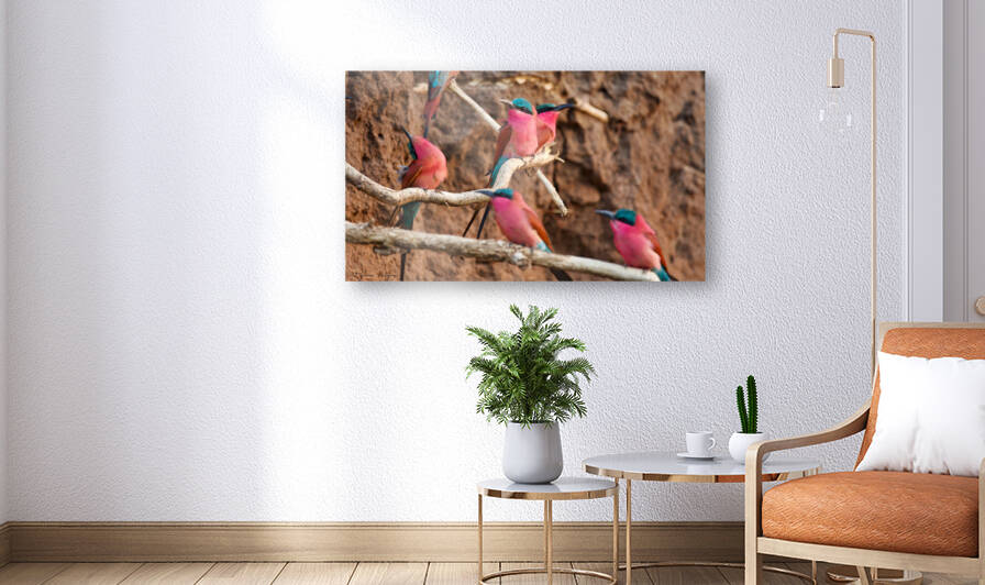 Carmine Bee-eater Meeting by Matt Parvin Photography