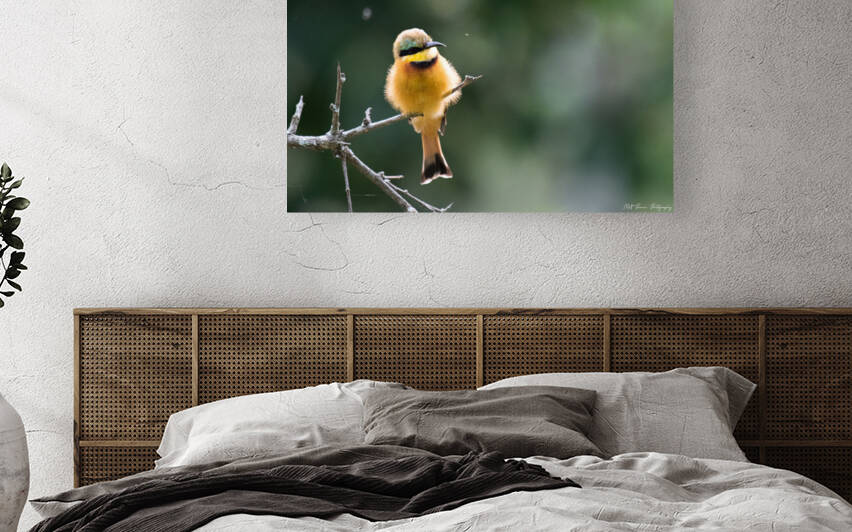 Little Bee-eater by Matt Parvin Photography