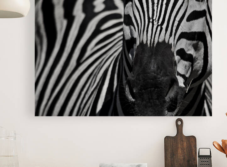  Zebra close-up Front by Matt Parvin Photography