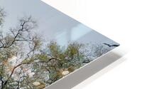Leadwood Forest HD Metal print
