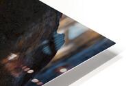 Lion Staredown HD Metal print