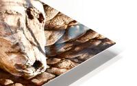  Elephant Trunk HD Metal print