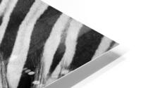  Zebra Close manes HD Metal print