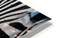  Zebra close-up Front HD Metal print