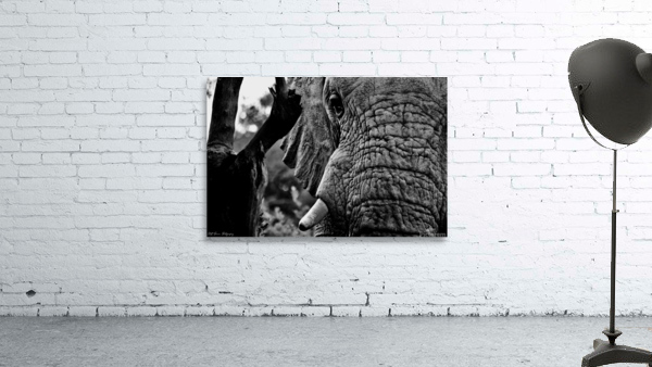 Elephant Close Up Wall Preview