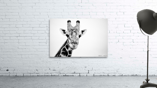 Giraffe Black and White Wall Preview