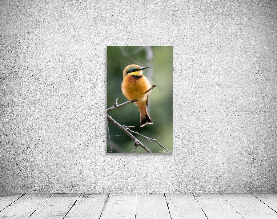 Little Bee-eater Portrait Wall Preview