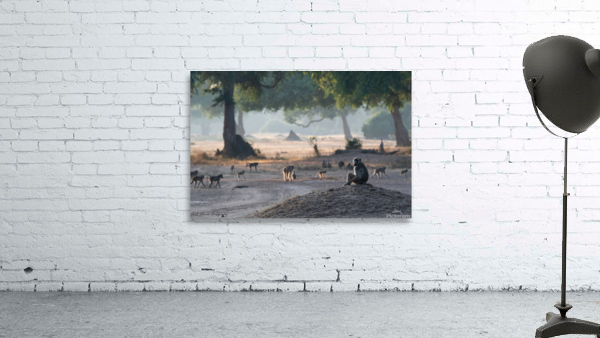 Baboon Sentry Wall Preview
