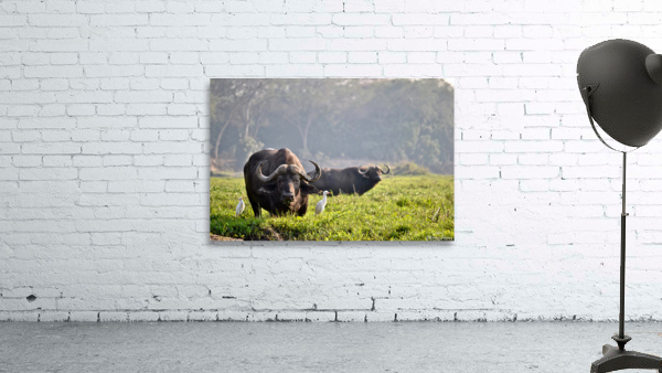 Zambezi Buffalo  Wall Preview