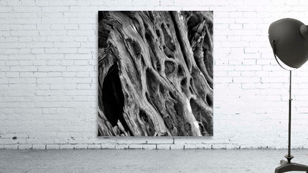 Dead Tree Textures Wall Preview